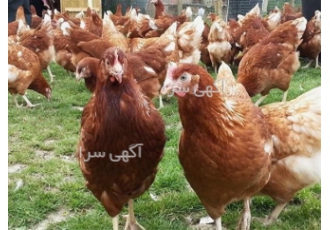 فروش مرغ لوهمن طیور مرغ تخمگذار در تهران مرغ لوهمن یکی از ایده ال