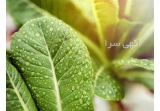 آموزش مدیریت گلخانه صیفی جات در کرج به تمام هنرجویان و گلخانه داران