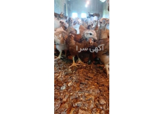 عرضه جوجه‌های 33 روزه بومی با مقاومت بالا و دو منظوره