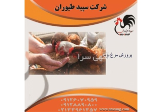 پرورش مرغ بومی فروش مرغ بومی تخمگذار طیور در تهران پرورش مرغ بومی