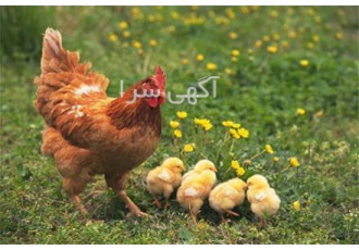 فروش مرغ تخم گذار&#۱۶۰; اصلاح شده در ارومیه فروش نیمچه مرغ گلپایگانی