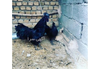 تخم نطفه دار ایام سمانی و ورووک در اردبیل فروش تخم نطفه دار ایام سمانی