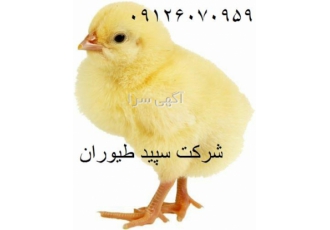 فروش جوجه یکروزه گوشتی نژاد راس، خرید جوجه گوشتی