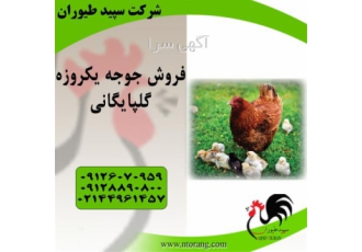 جوجه یک روزه گلپایگانی ارسال عمده جوجه یک روزه در تهران جوجه یک روزه