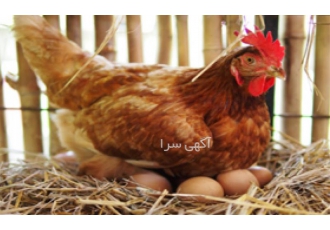 آموزش پرورش مرغ تخم گذار و مرغ گوشتی جامع و کامل