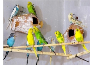 دوره آموزش پرورش پرندگان زینتی