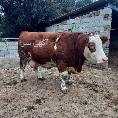 سوپرمارکت حافظی