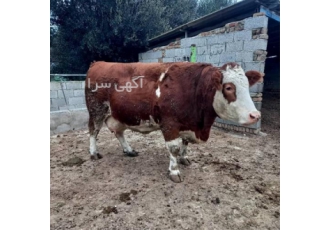 فروش گوساله های سیمینتال نر با کیفیت بالا و قیمت مناسب در کرمانشاه