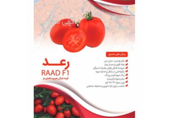 بذر گوجه فرنگی رعد ، بذر و نهال