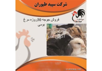 فروش جوجه ۳۰ روزه مرغ بومی تخم گذار طیور در تهران فروش جوجه 30 روزه