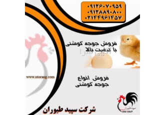 جوجه یکروزه گوشتی راس طیور در تهران جوجه یکروزه گوشتی راس طیور فروش