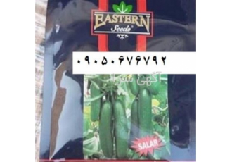 فروش بذر خیار سالار در بسته های ۵۰۰ عددی در مشهد بذر خیار آدرین سالار