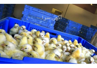 قیمت مناسب فروش جوجه یکروزه گوشتی - طیور