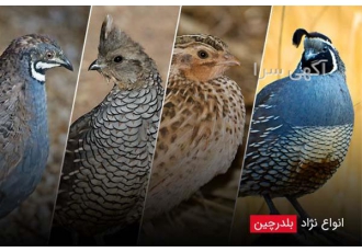 برگزاری دوره آموزشی پرورش بلدرچین گام به گام