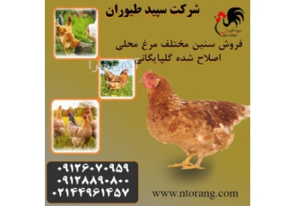 قیمت مرغ گلپایگان سوددهی بالا برترین کیفیت طیور در تهران قیمت مرغ