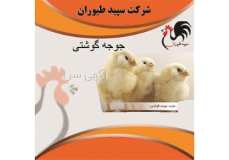 تولید جوجه گوشتی - فروش جوجه مرغ گوشتی - طیور