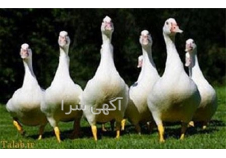 دوره آموزش پرورش غاز در تهران با بهترین قیمت آموزش ببینید دوره آموزشی