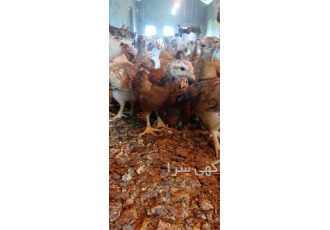 فروش جوجه مرغ ۳۳ روزه بومی دورگه در نور فروش جوجه مرغ 33 روزه بومی