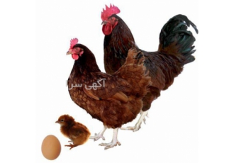 فروش مرغ تخم گذار 5 ماهه، قیمت مرغ محلی - طیور