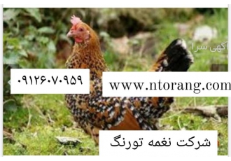 فروش مرغ محلی گلپایگان تخمگذار طیور در تهران فروش مرغ محلی گلپایگان