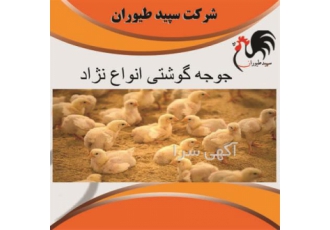 نحوه خرید و قیمت جوجه مرغ یک روزه گوشتی-طیور