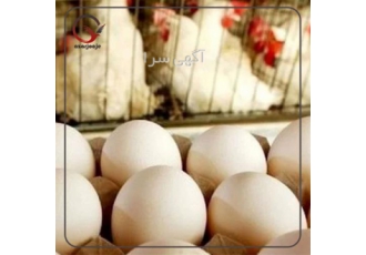 تخم مرغ صادراتی به افغانستان و عراق در ارومیه تخم مرغ صادراتی به تمام