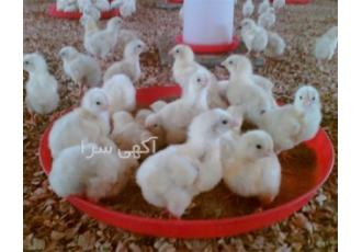 جوجه یکروزه مرغ بومی گلپایگان کاکلی بلک استار