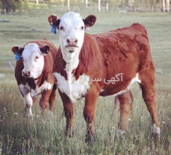 آگهی های دامداری - یزد
