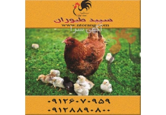 قیمت مرغ گلپایگانی ۴ ماهه اصلاح شده طیور در تهران قیمت مرغ گلپایگانی 4