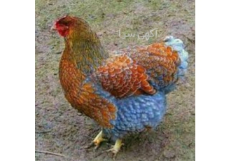 دوره آموزشی کامل پرورش مرغ زینتی با مدرک معتبر