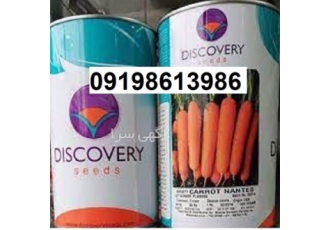 عرضه بذر هویج دیسکاوری پر فروش اصل در تهران بذر هویج دیسکاوری محصول