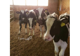 فروش گوساله سمینتال پرورش گوساله سمینتال در بندر ترکمن فروش گوساله