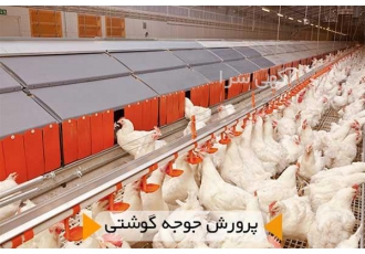 فروش جوجه مرغ گوشتی جوجه یک روزه گوشتی طیور در تهران فروش جوجه مرغ