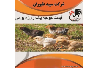 قیمت جوجه یک روزه بومی- فروش مرغ بومی - طیور