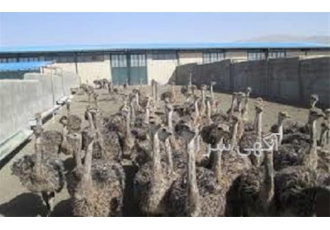 دوره جامع آموزش پرورش شترمرغ بصورت حضوری و آنلاین