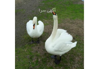 تخم نطفه دار قو سفید و مشکی تخم پرندگان زینتی در رشت تخم نطفه دار قو