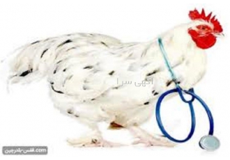 آموزش تخصصی بهداشت و بیماری طیور