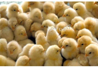 فروش جوجه یک روزه مرغ گوشتی