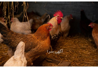 فروش مرغ محلی مادری و خروس جوان در نور فروش مرغ محلی مادری و خروس جوان