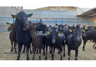 دوره آموزش و پرورش بز مورسیا حضوری آنلاین در اصفهان دوره یک روزه