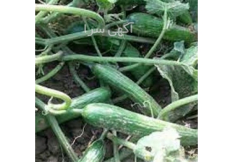 بذر خیار مرغوب ، بذر هندوانه میکادو خطی