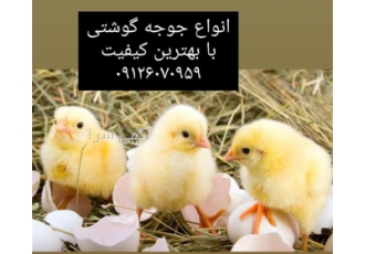 جوجه قیمت نعیم طیور در تهران فروش جوجه یکروزه گوشتی هر هفته زیر قیمت