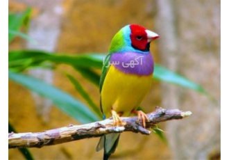 صفر تا صد دوره آموزشی پرورش پرندگان زینتی