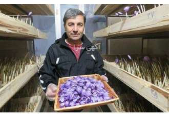 پرورش زعفران گلخانه ای با گواهینامه معتبر در تهران کاشت و پرورش زعفران