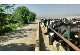 دوره آموزش پرورش و پرواربندی گاو و گوساله در تهران دوره آموزش پرورش