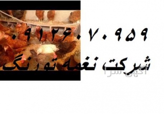 خرید و فروش مرغ محلی ومرغ تخمگذارمحلی در تهران خرید و فروش مرغ تخمگذار