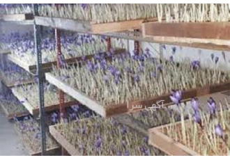 آموزش پرورش زعفران گلخانه ای در تهران دوره آموزش پرورش زعفران گلخانه ای
