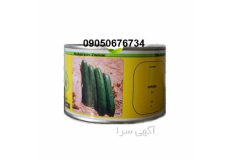 بذر خیار سوپرنیا گریفاتون در شیراز بذر خیار سوپرنیا گریفاتون دارای پوست