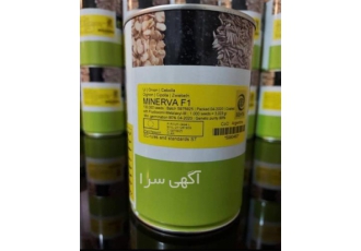 فروش انواع بذر و نهال ، بذر پیاز مینروا