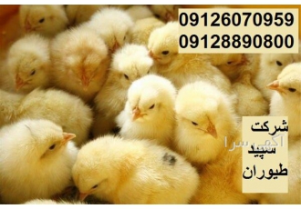 فروش جوجه مرغ گوشتی کاپ در تهران اگه فرق بین جوجه ها را نمیدونی! و تویه